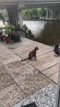 דירות זנדאם Tinyhouse Woody At The Water מראה חיצוני תמונה